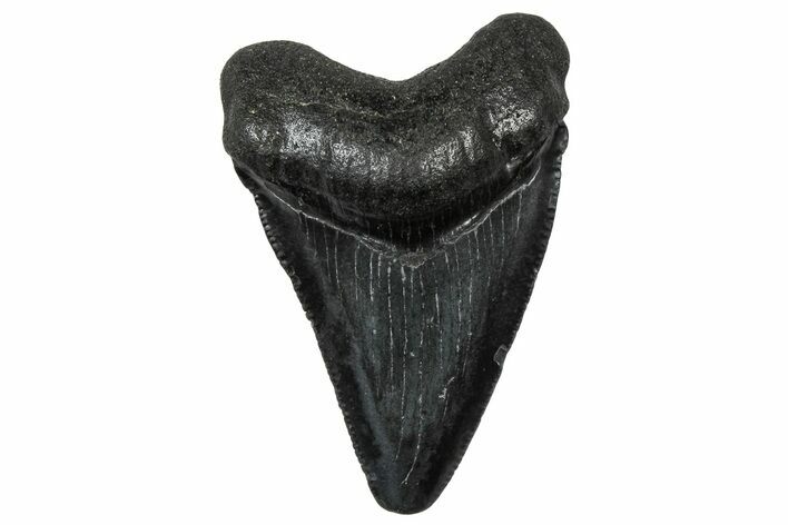 Serrated, Juvenile Megalodon Tooth - South Carolina #302166